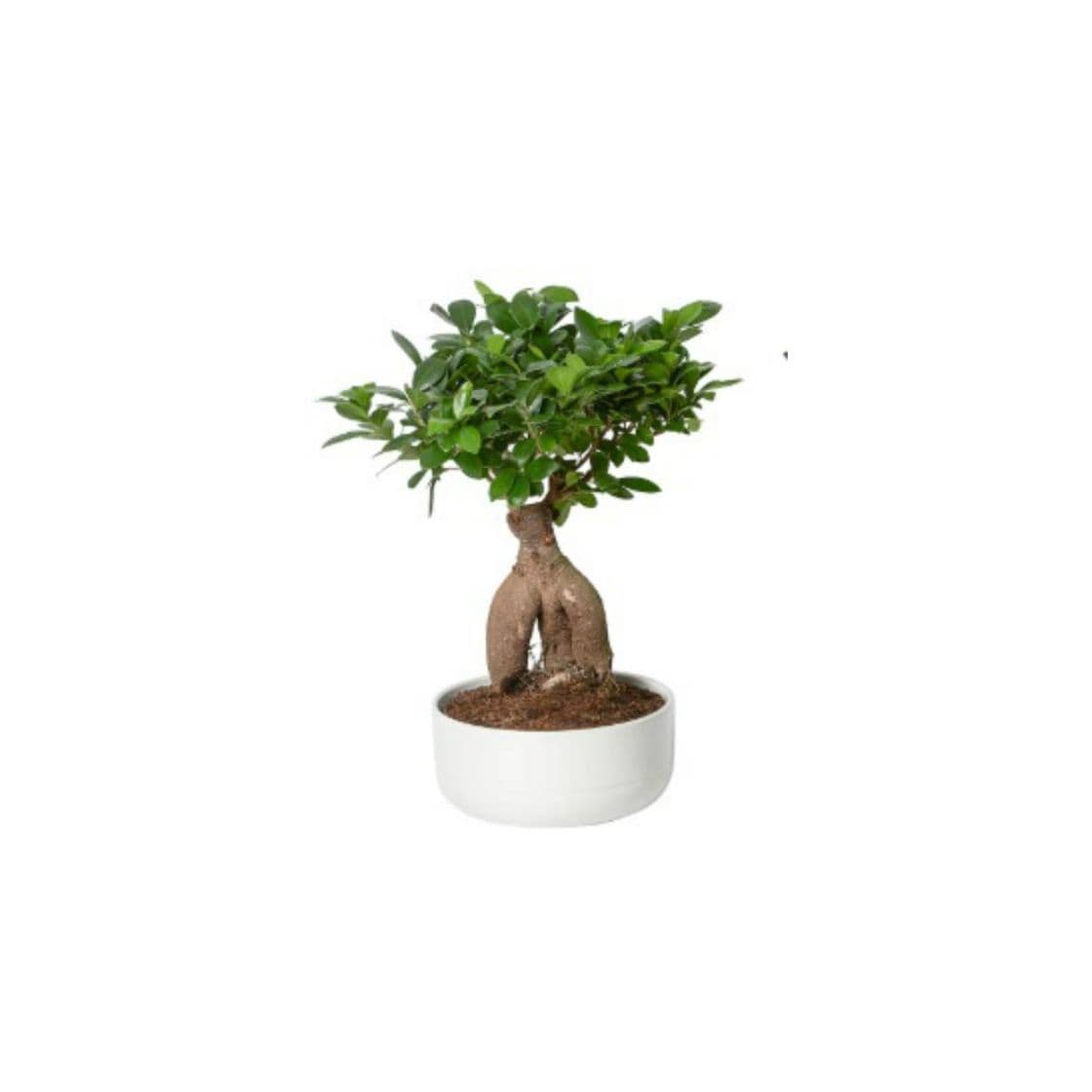 Product PLANTA IKEA • FICUS MICROCARPA GINSENG