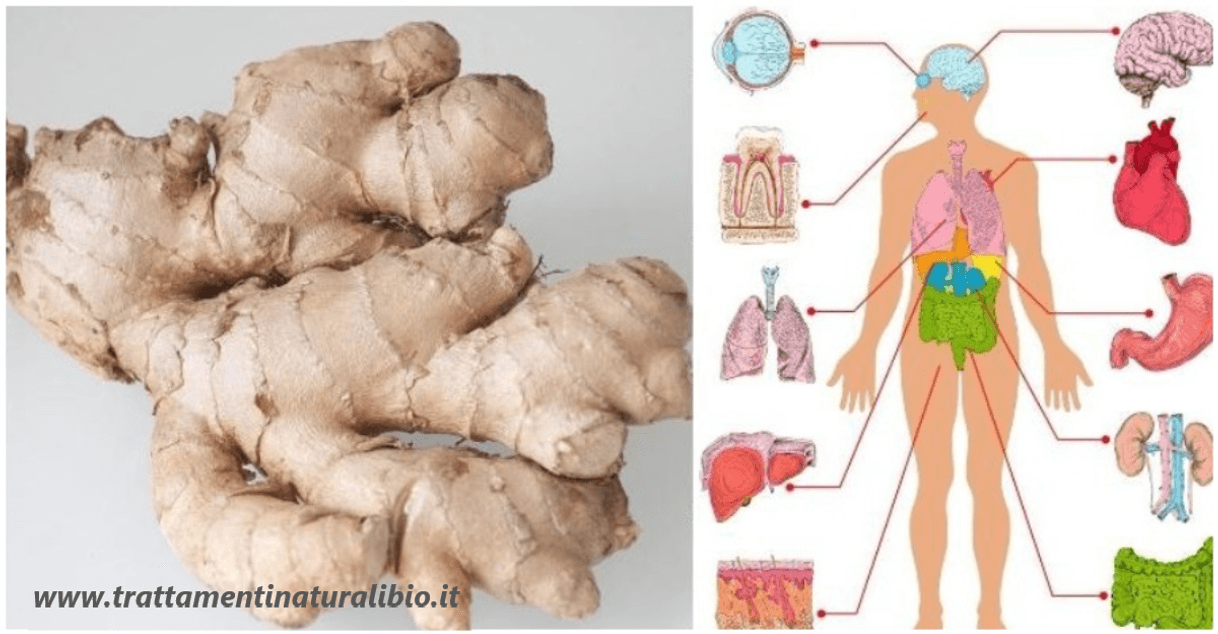 Fashion Cosa succede se si mangia zenzero tutti i giorni