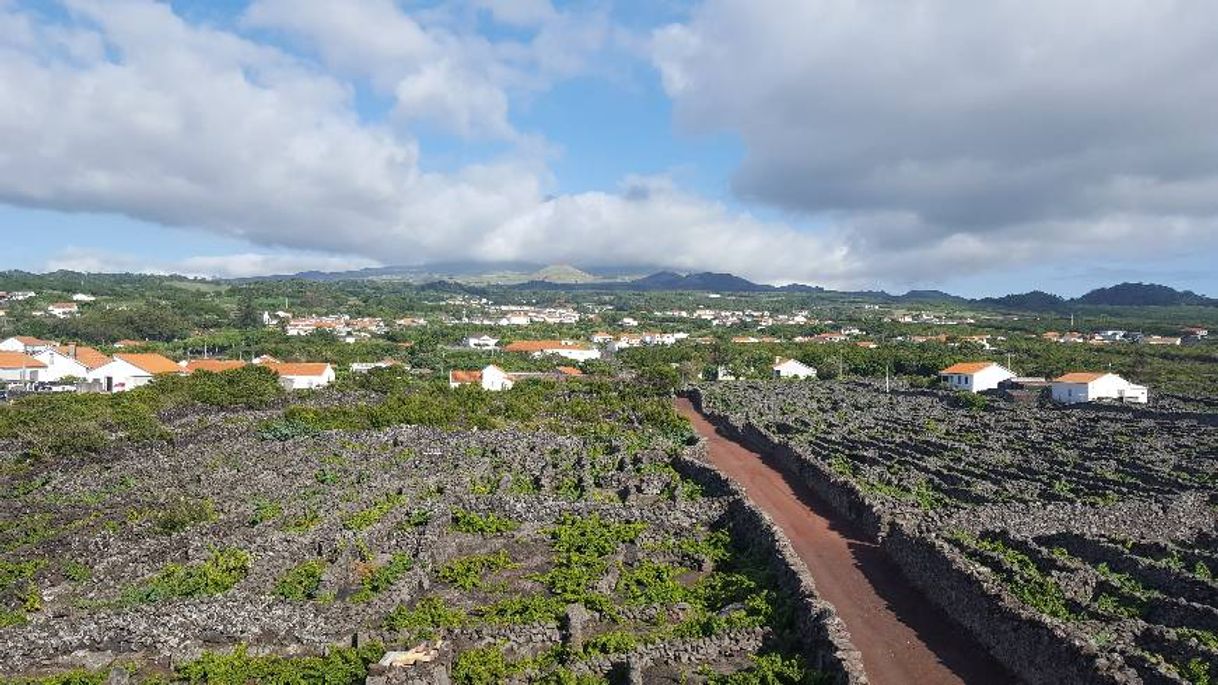 Place Paisagem da Cultura da Vinha da Ilha do Pico