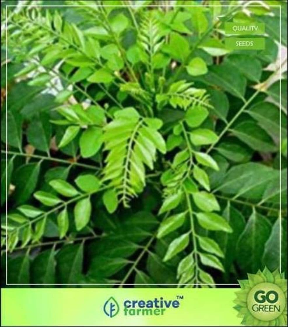 Product Pinkdose Curry Plant Seeds Murraya Koenigii