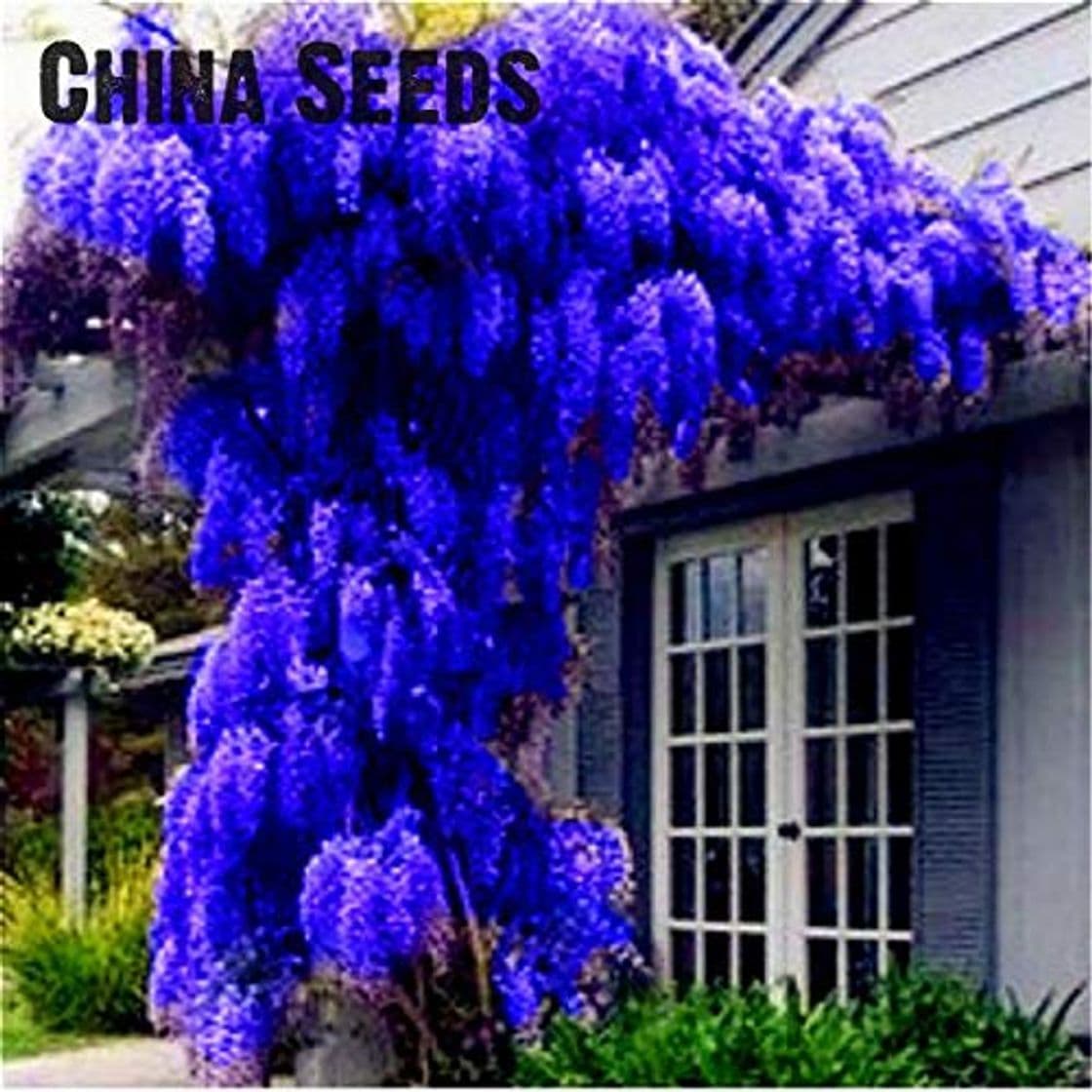 Product Pinkdose 2016 plantas Wisteria 10pcs