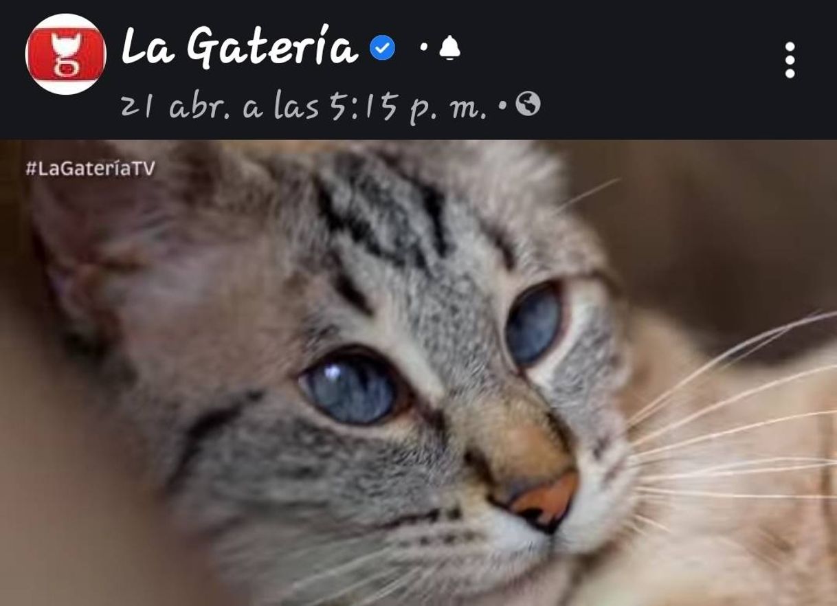 Moda 💠 La Gatería - Los Gatos ven en la oscuridad