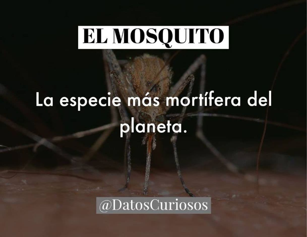 Moda EL MOSQUITO "Los animales más mortíferos del planet" - Dato