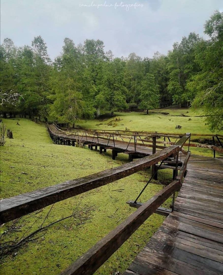 Lugar Reserva Biológica Huilo Huilo