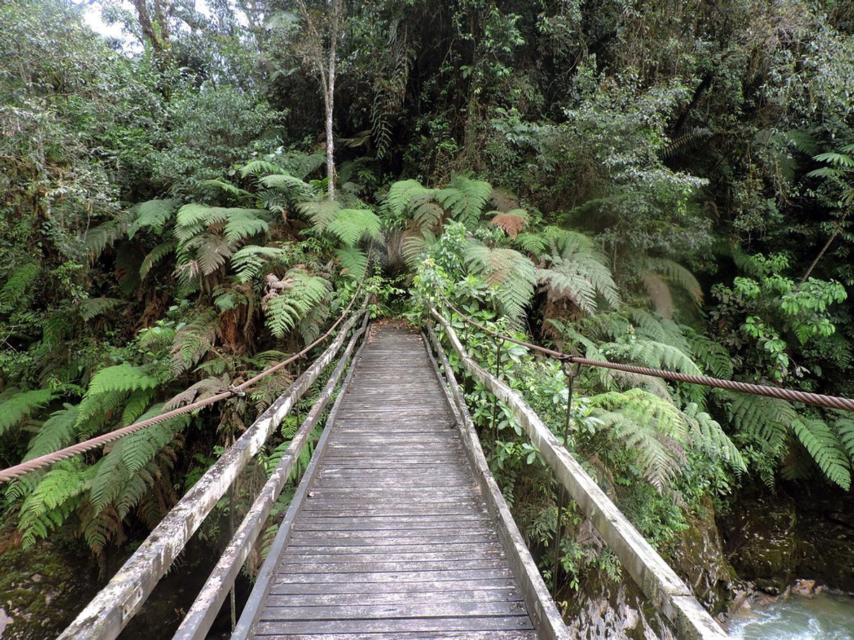 Place Podocarpus National Park