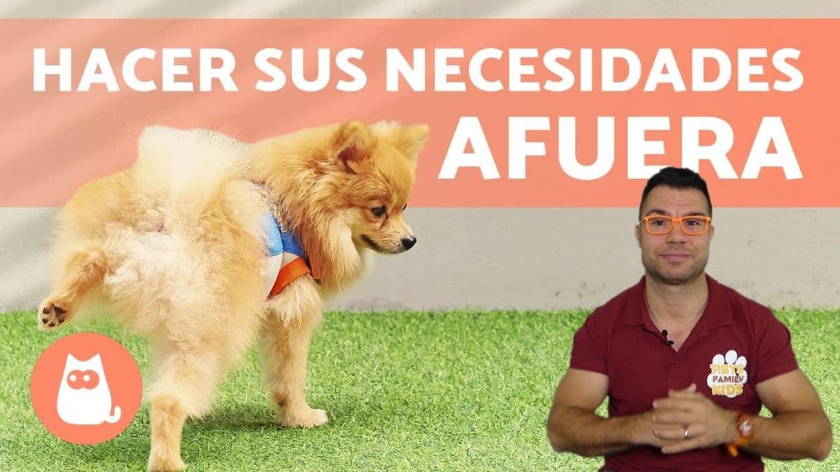 Fashion ¿Cómo enseñar a un CACHORRO a hacer sus NECESIDADES en ...