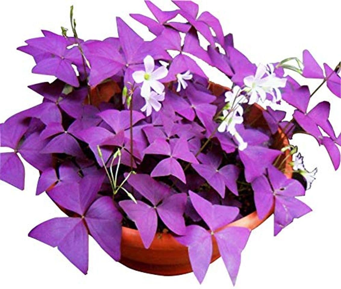 Product Trébol morado Oxalis Triangularis Semillas 5