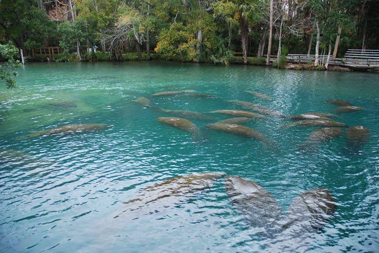 Place Homosassa Springs Wildlife State Park