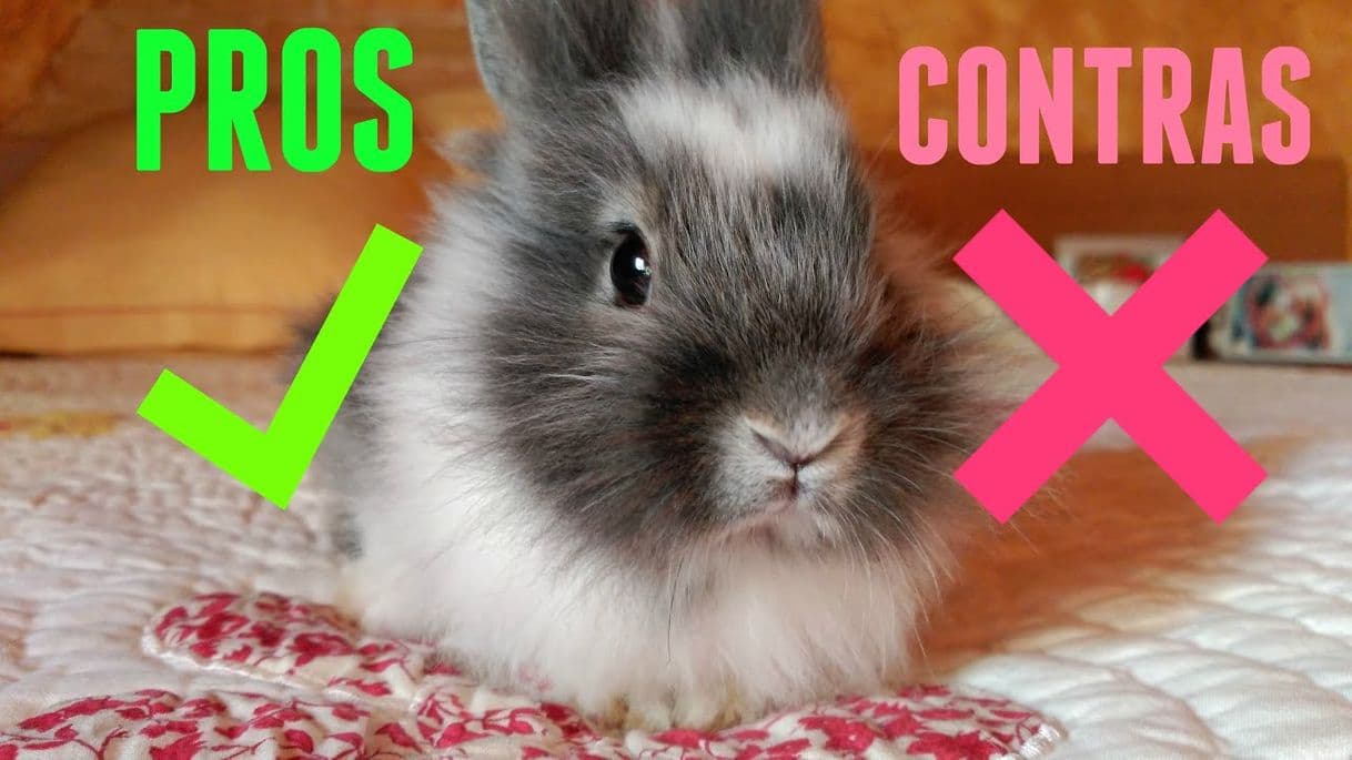 Fashion Pros y contras de tener un conejo 