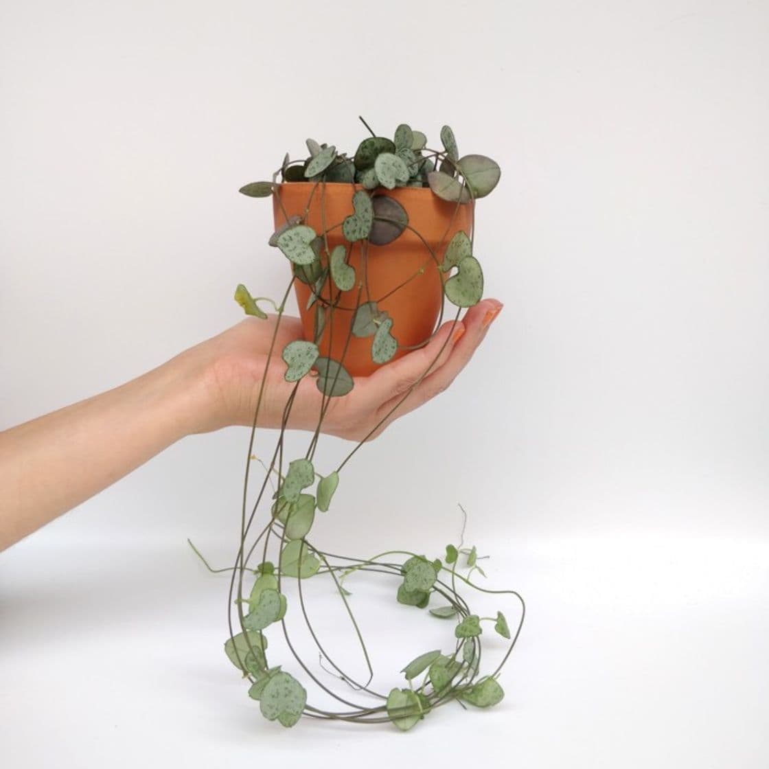 Product Ceropegia Woodii– Miniplanta