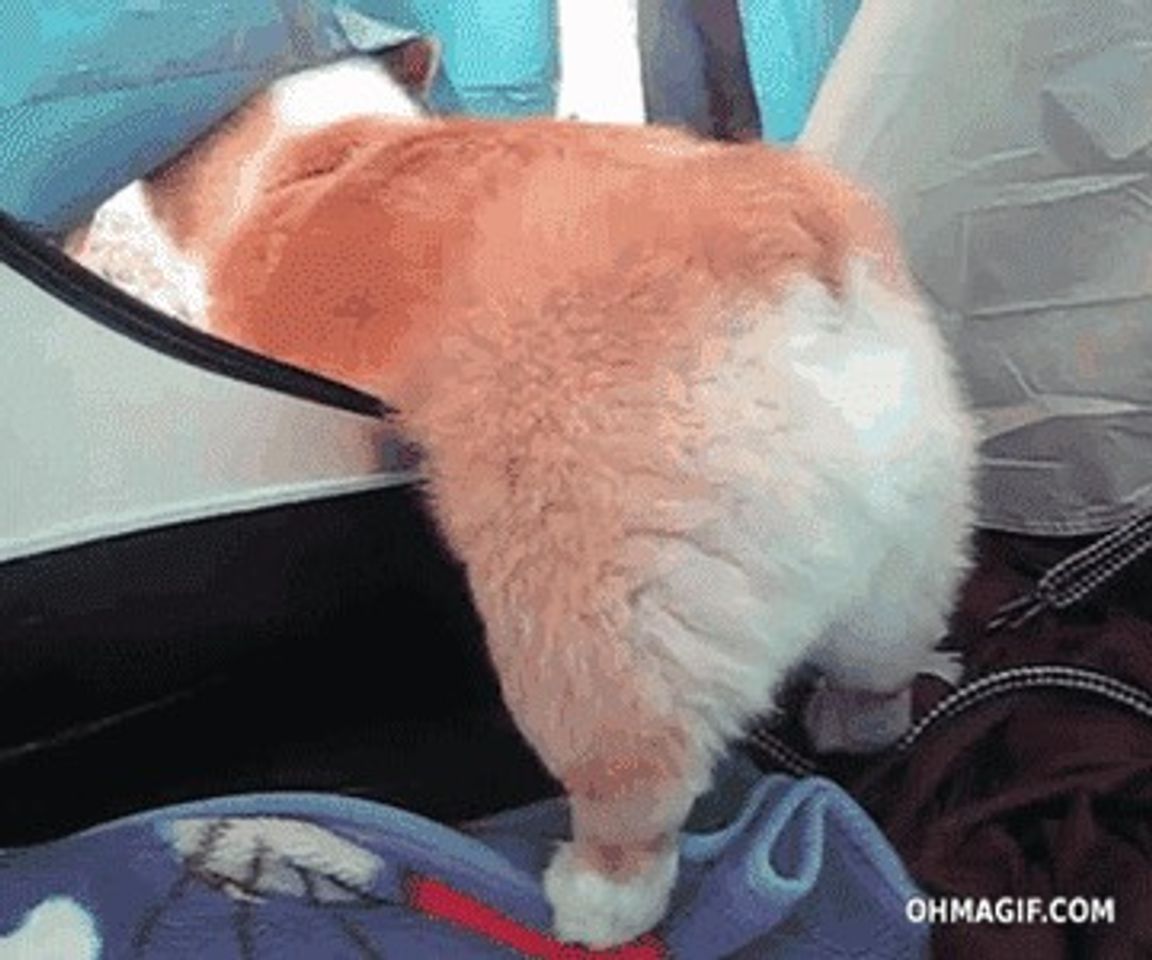 Moda Corgi gif