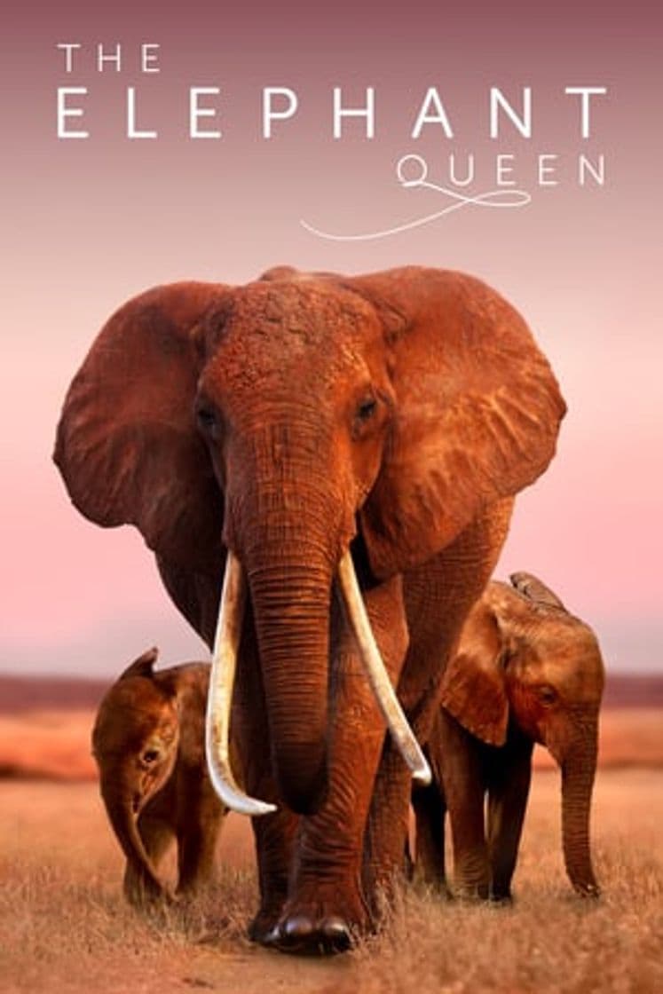 Movie The Elephant Queen