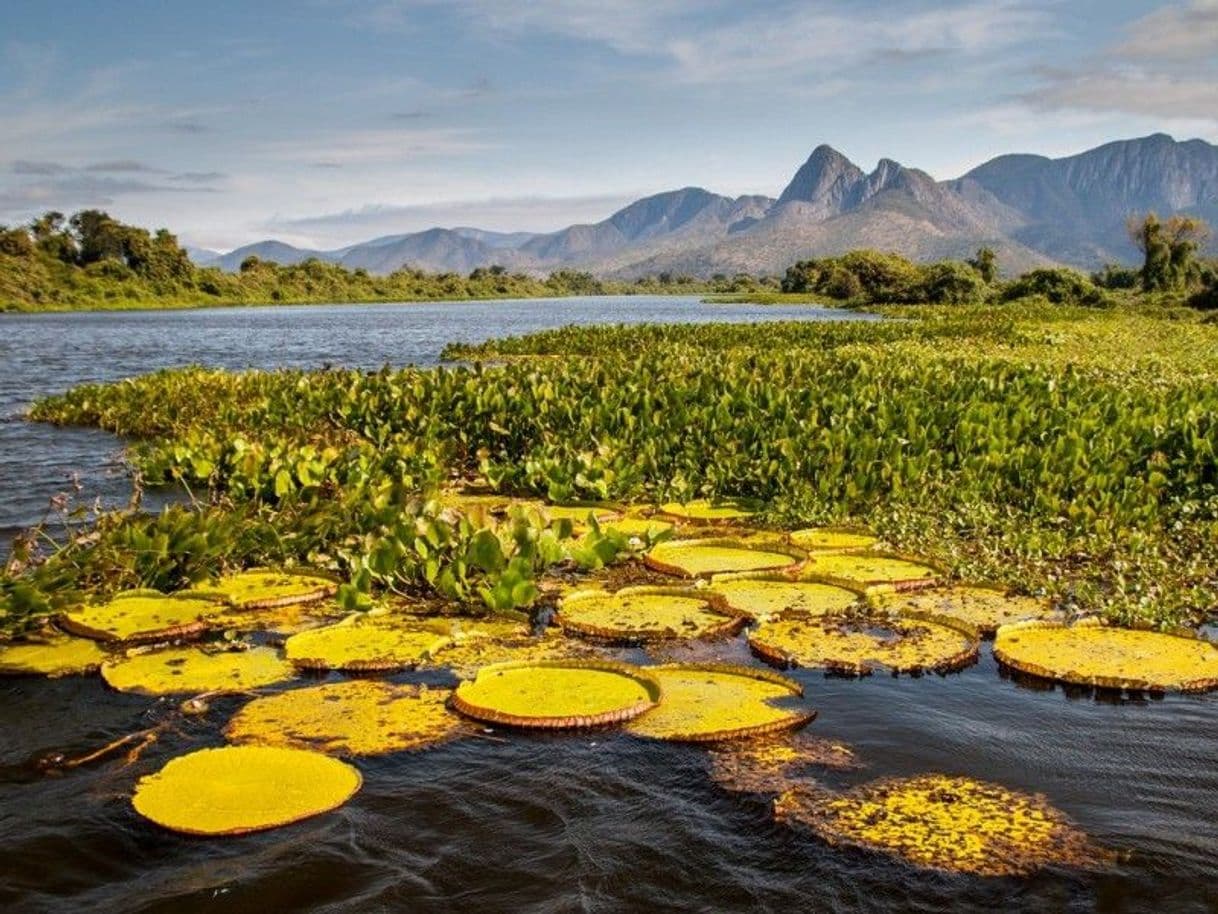 Lugar Pantanal