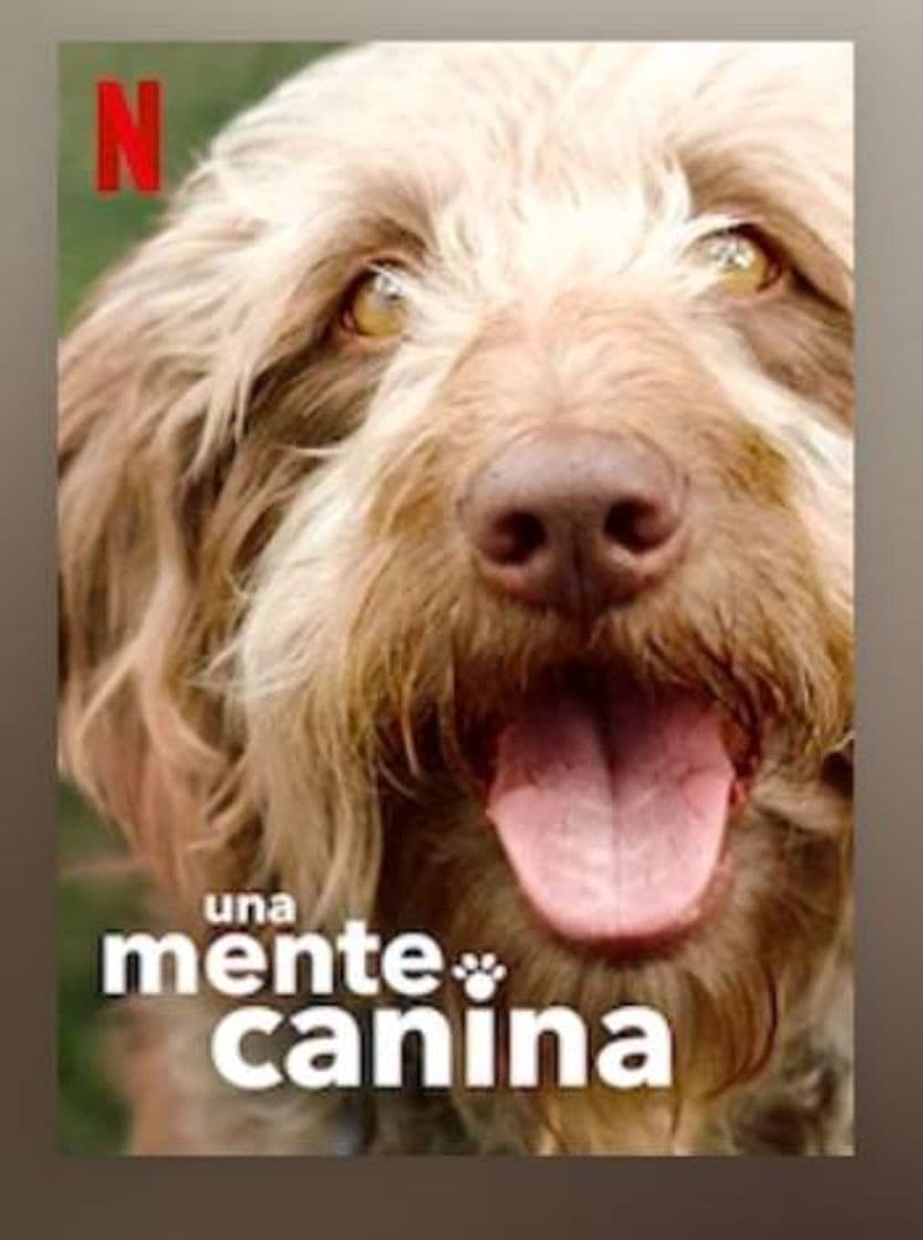 Movie Una Mente Canina