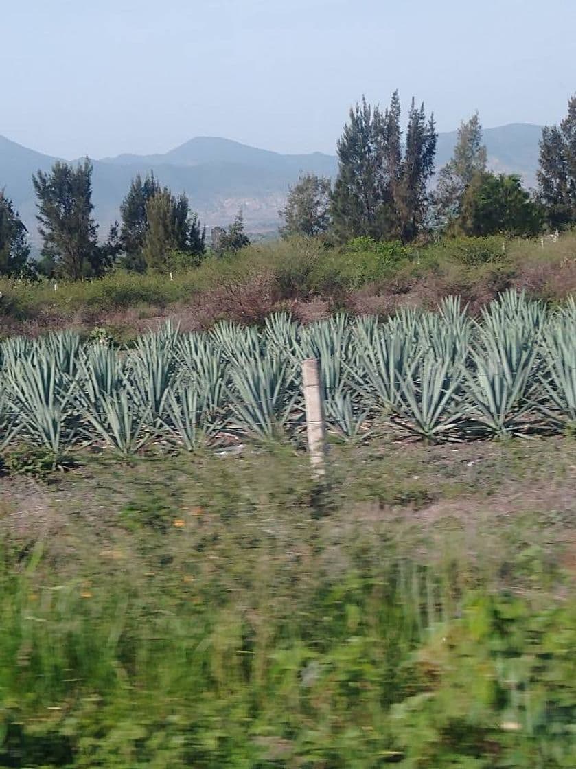 Lugar Tlacolula de Matamoros