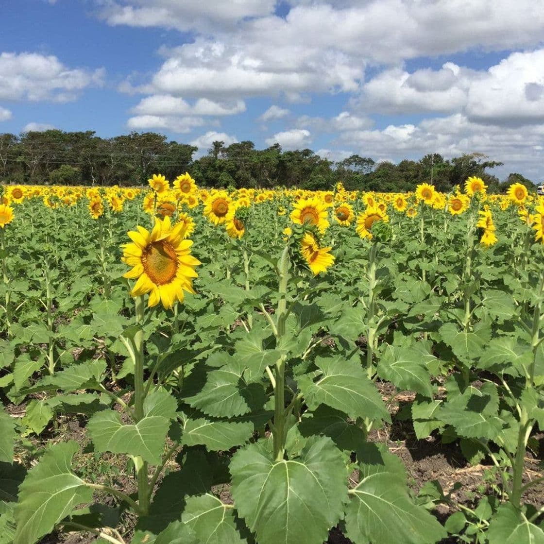 Lugar Santuario de los Girasoles