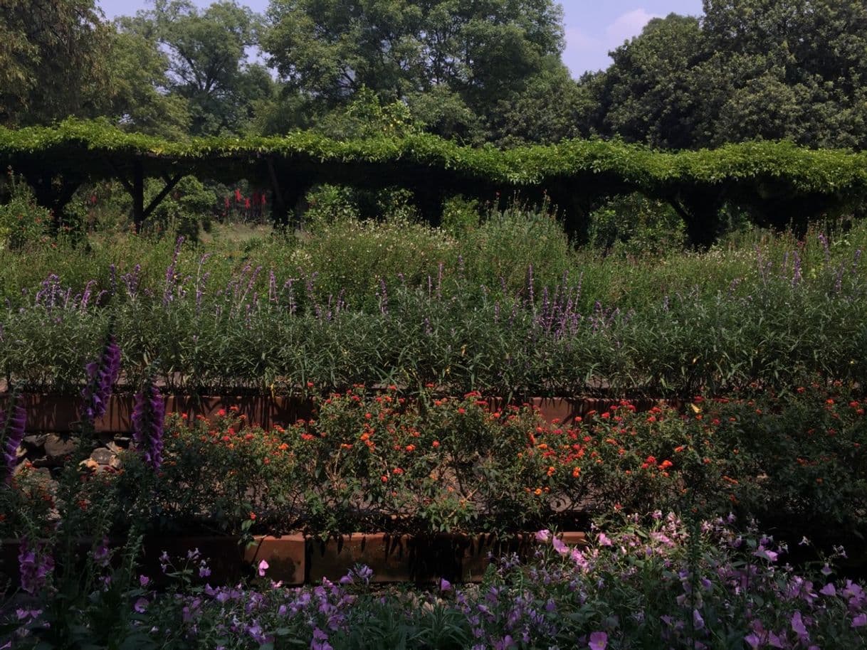 Lugar Jardín Botánico del Bosque de Chapultepec