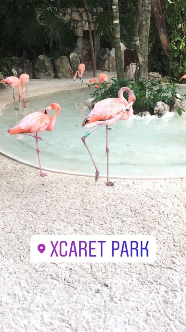 Place Xcaret