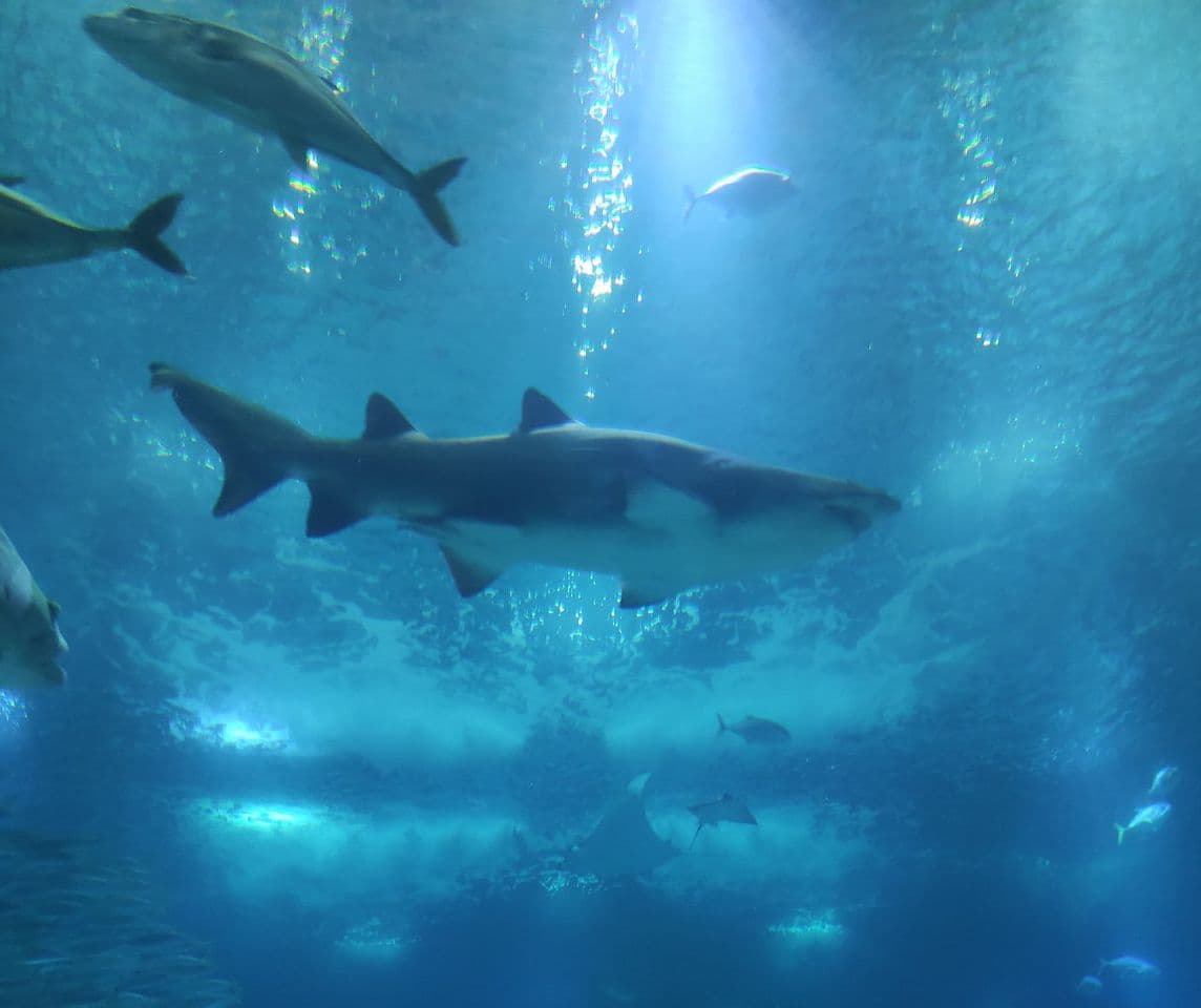 Lugar Oceanário de Lisboa