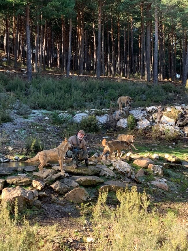 Lugar Centro del Lobo Ibérico