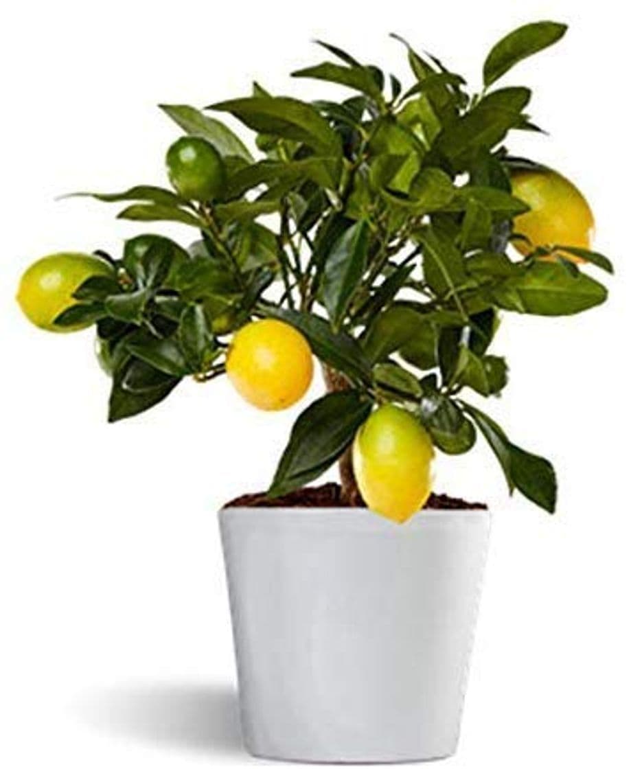 Producto Limequat o limonella lakeland