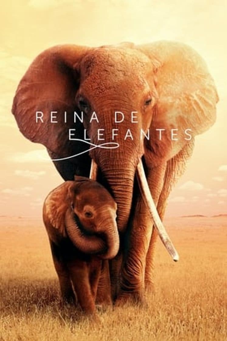 Película The Elephant Queen