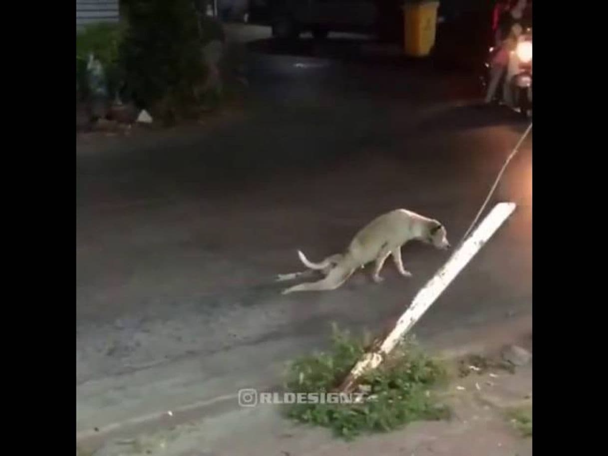 Película PERRO TROLEA A CONDUCTOR 