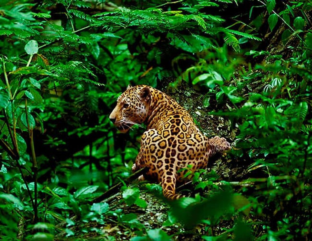 Lugar Parque Nacional del Manu