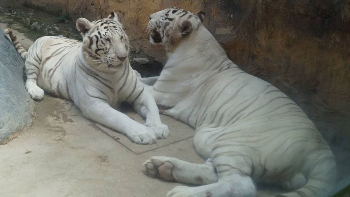 Lugar Zoológico Zoochilpan