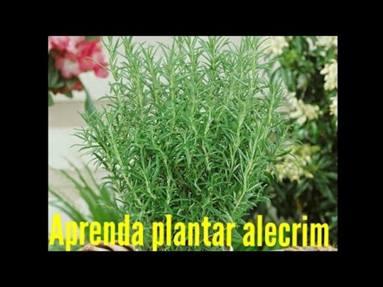 Fashion COMO PLANTAR ALECRIM - YouTube