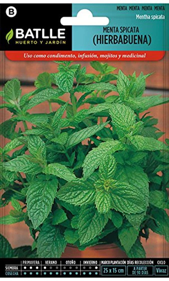 Producto Semillas Aromáticas - Menta Spicata