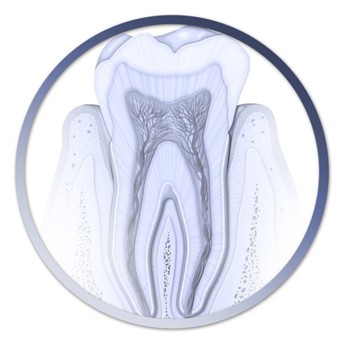 App Atlas Odontología