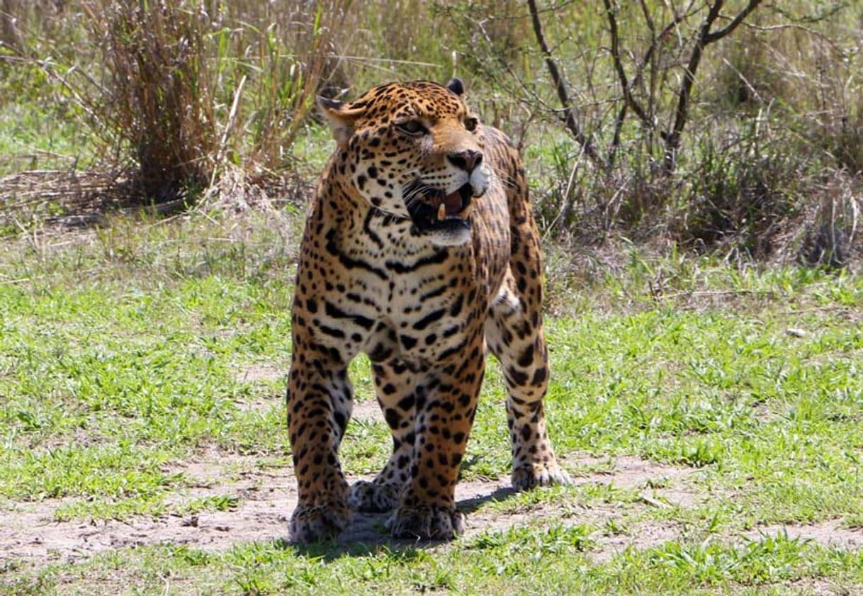 Lugar Santuario del Jaguar - Oaxaca México