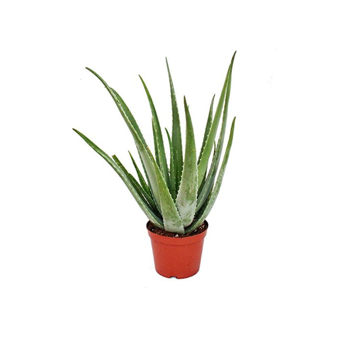 Product Aloe Vera Natural Planta en Maceta Pequeña muy Resistente Sábila Aloe Barbadensis