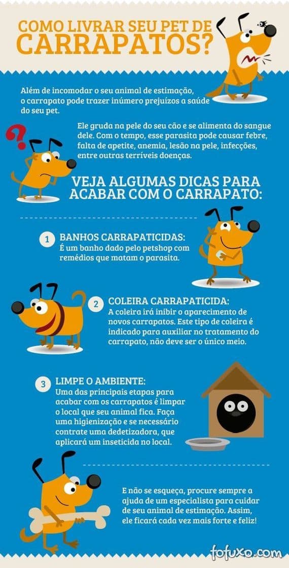 Moda dicas de como cuidar do seu pet