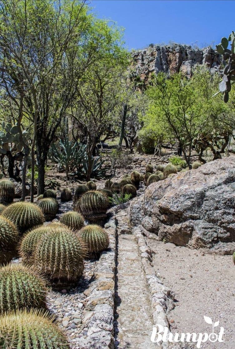 Lugar Jardín Botánico de Cadereyta