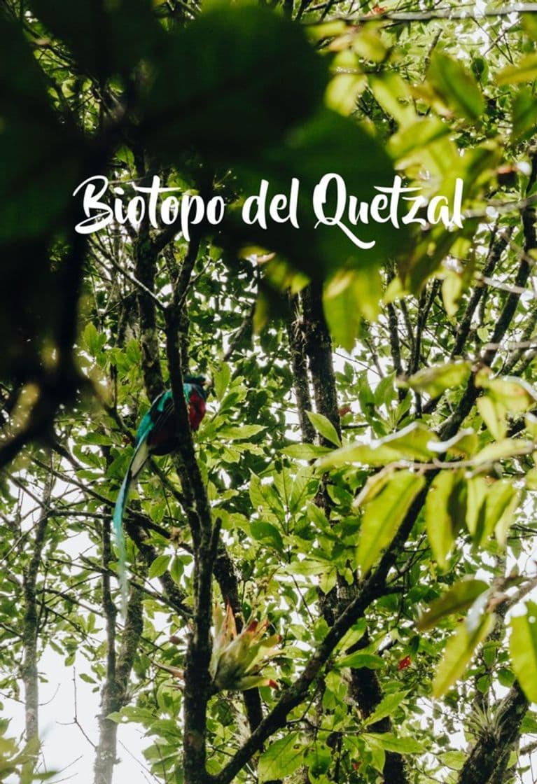 Place Biotopo del Quetzal