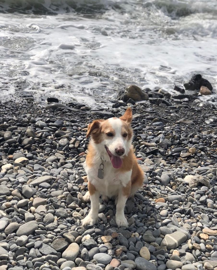 Place Spiaggia per Cani