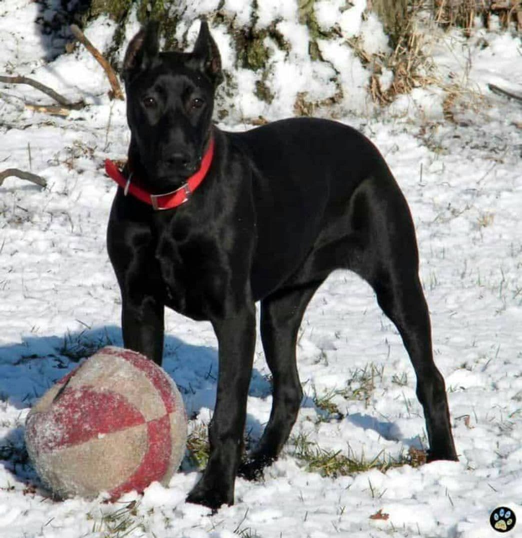 Fashion La raza Cannis Panther, un perro que parece una pantera .