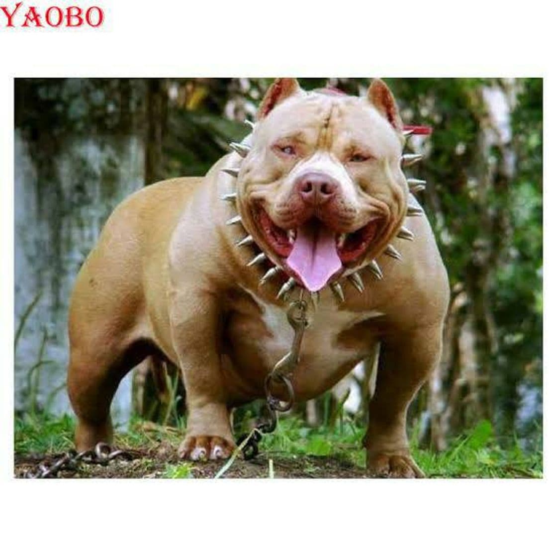 Moda Web acerca de las sub especies o razas de pitbull.