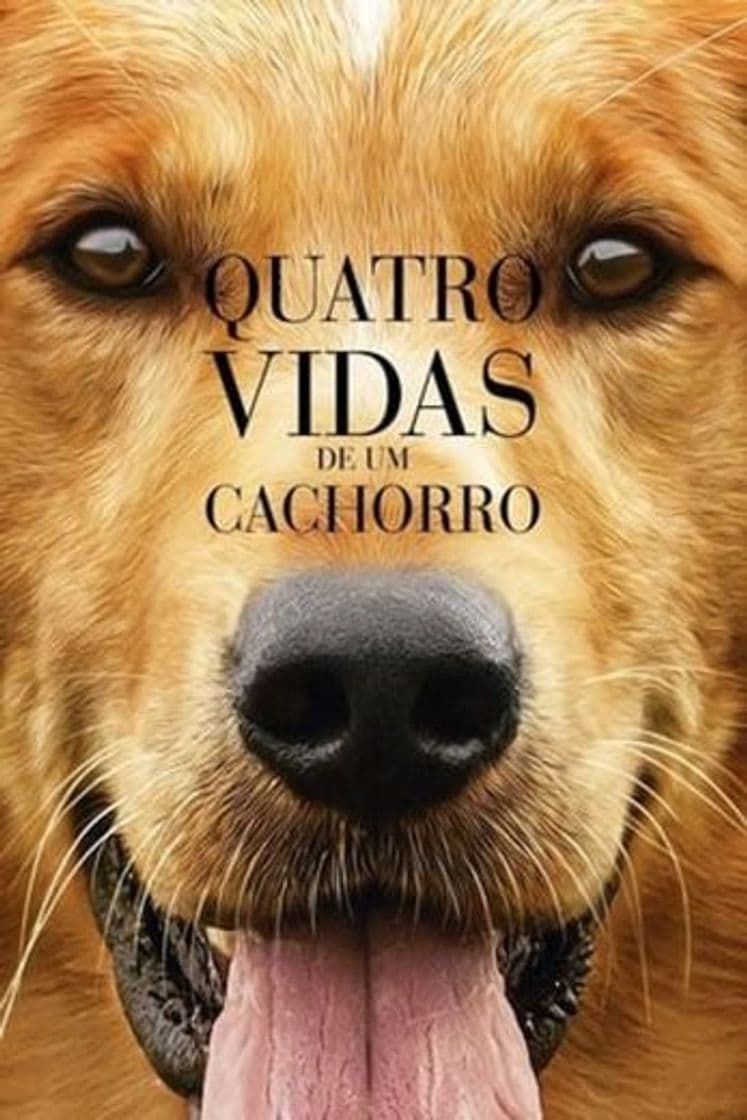 Película A Dog's Purpose