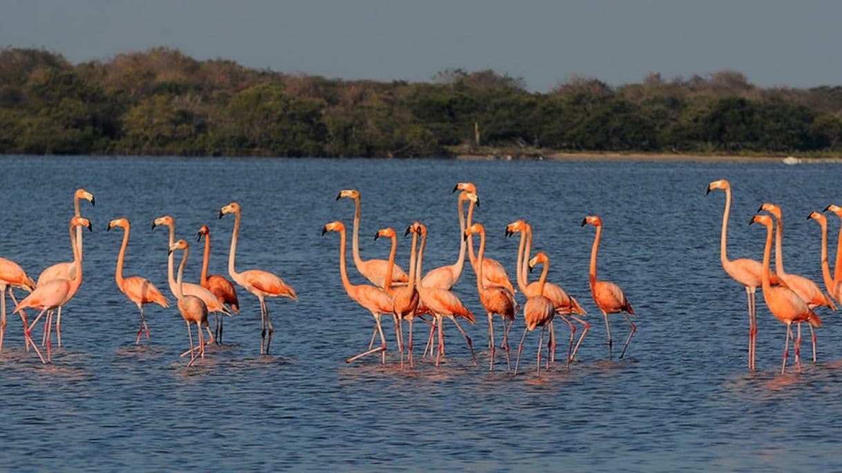 Place Santuario de Fauna y Flora Los Flamencos