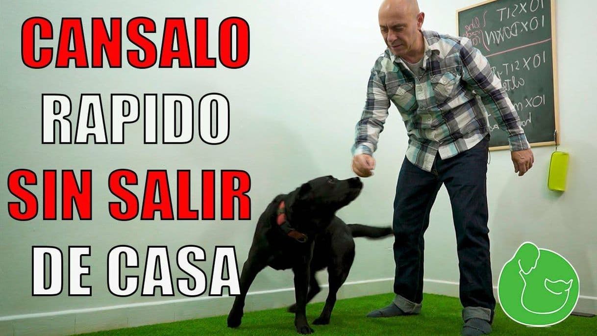 Moda 3 Maneras de CANSAR a tu PERRO en CASA (También ...