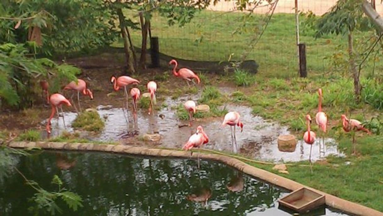 Lugar Parque Zoológico Bicentenario Animaya