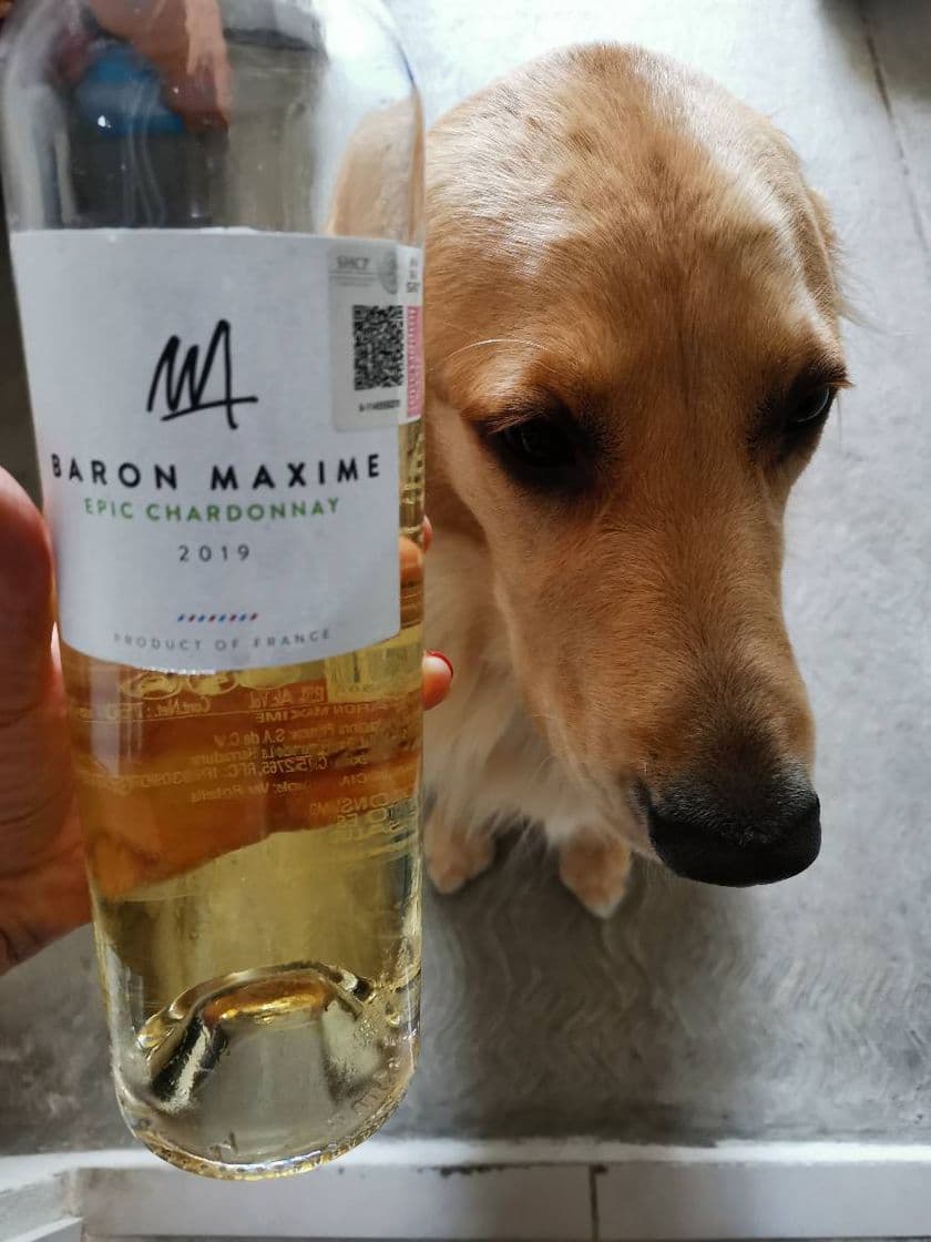 Moda Baron maxime chardonnay 2019 