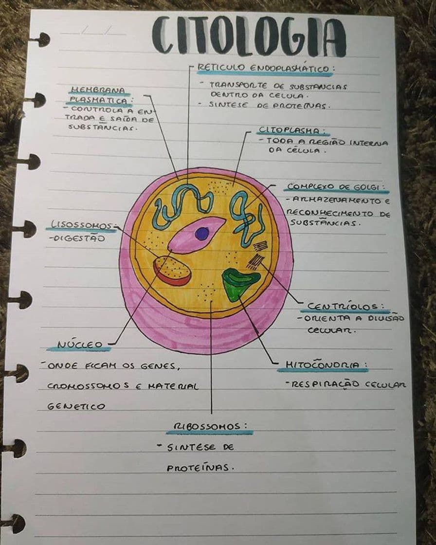 Fashion Mapa mental de citologia 