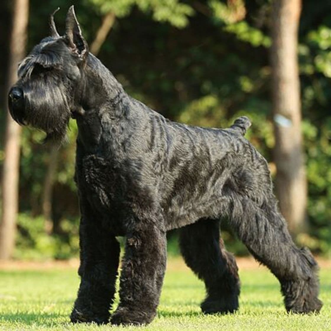 Fashion Schnauzer gigante