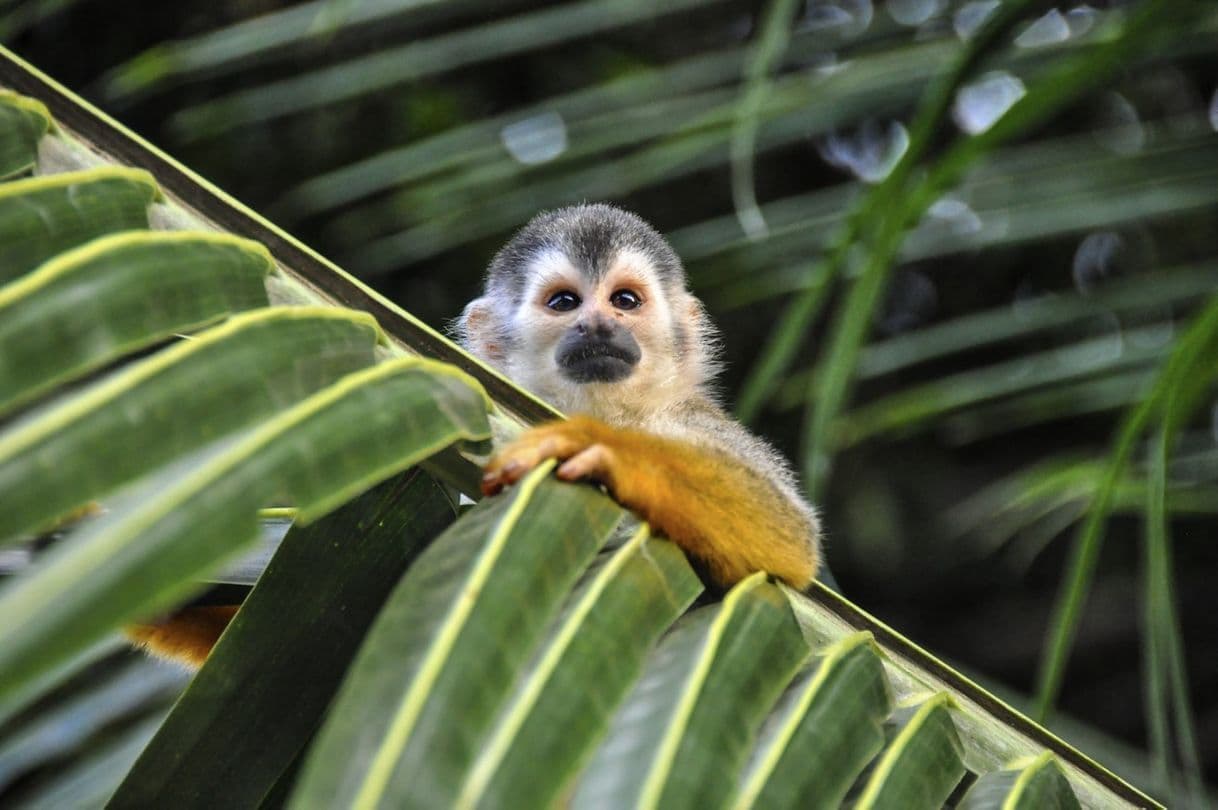 Lugar Parque Nacional Manuel Antonio, Costa Rica. 