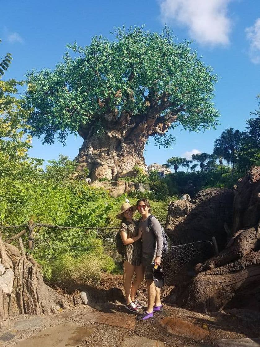 Place Animal Kingdom