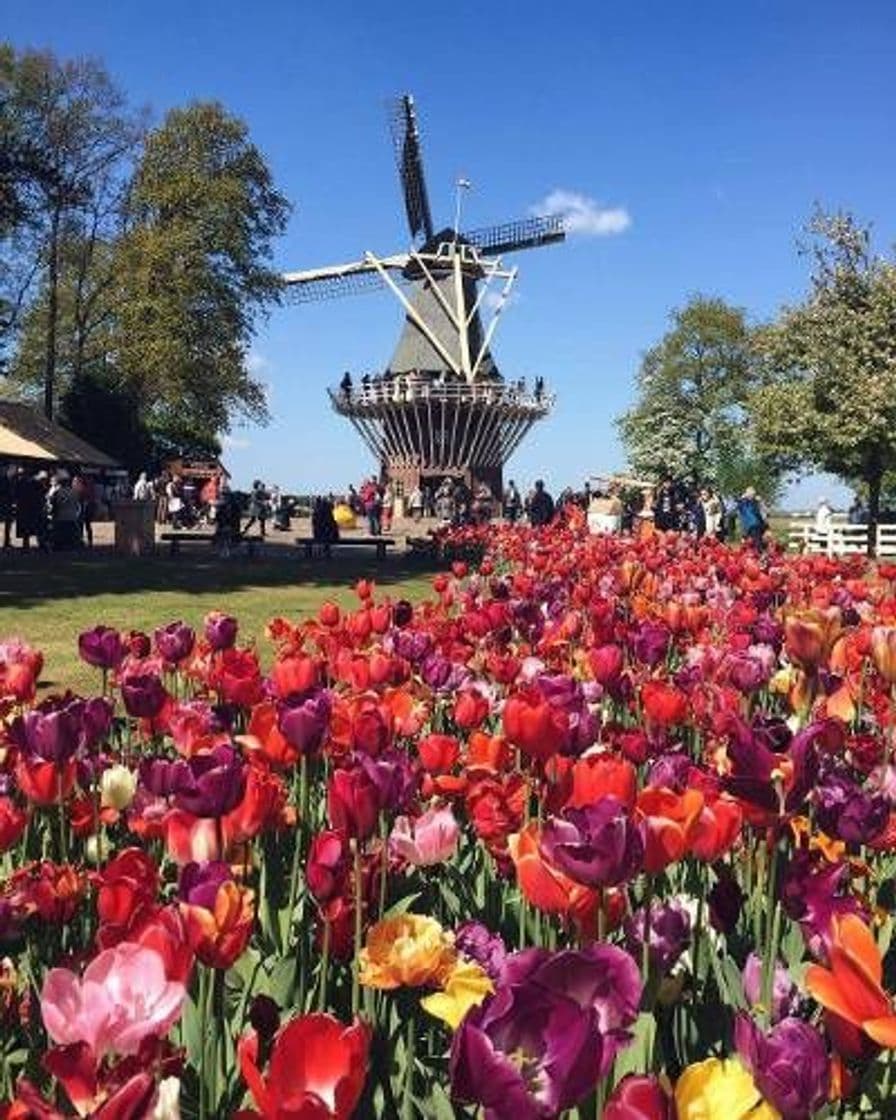 Moda Ven a Keukenhof, el mayor jardín de tulipanes del mundo 